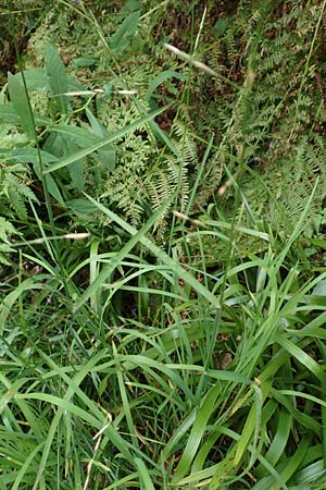 Glyceria notata \ Falt-Schwaden / Marked Glyceria, Plicate Sweet-Grass, D Schwarzwald/Black-Forest, Kniebis 5.8.2015