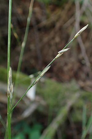 Glyceria declinata \ Blaugr�ner Schwaden / Small Sweet Grass, D Schwarzwald/Black-Forest, Wild-Renchtal 7.8.2015