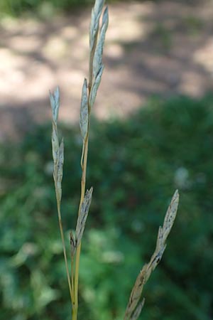 Glyceria declinata \ Blaugr�ner Schwaden / Small Sweet Grass, D Schwarzwald/Black-Forest, Wild-Renchtal 7.8.2015