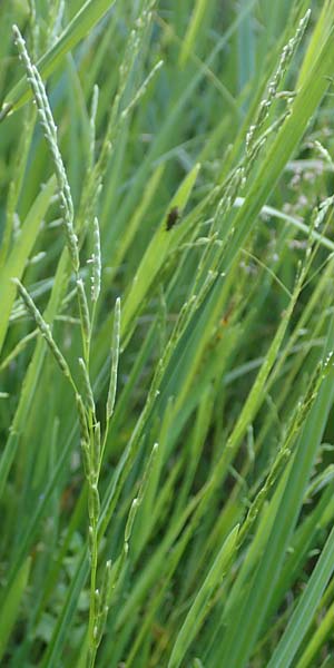 Glyceria declinata \ Blaugr�ner Schwaden / Small Sweet Grass, D Schwarzwald/Black-Forest, Alpirsbach 9.6.2016