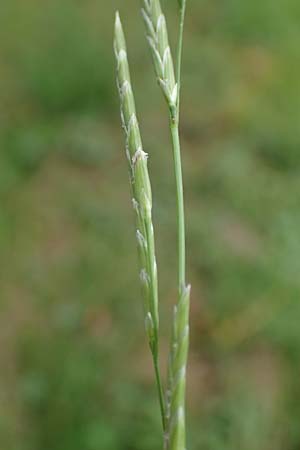 Glyceria declinata \ Blaugr�ner Schwaden / Small Sweet Grass, D Wald-Erlenbach 30.7.2016