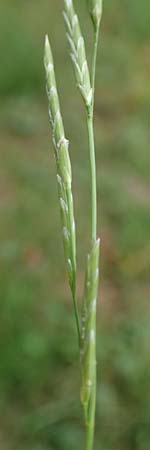 Glyceria declinata \ Blaugr�ner Schwaden / Small Sweet Grass, D Wald-Erlenbach 30.7.2016
