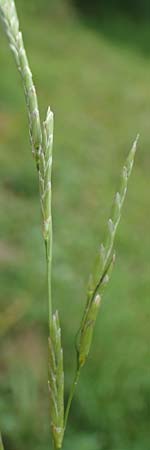 Glyceria declinata \ Blaugr�ner Schwaden / Small Sweet Grass, D Wald-Erlenbach 30.7.2016
