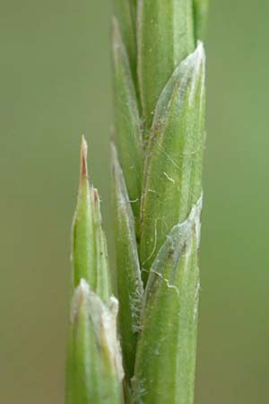 Glyceria declinata \ Blaugr�ner Schwaden / Small Sweet Grass, D Wald-Erlenbach 30.7.2016
