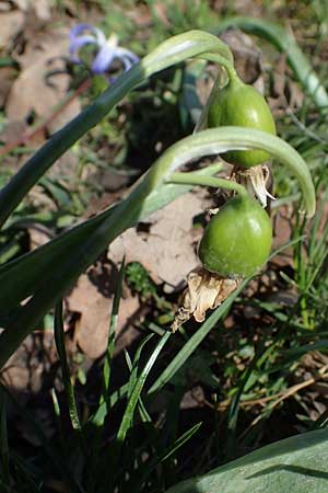 Galanthus nivalis \ Echtes Schneegl�ckchen / Snowdrop, D Ludwigshafen 31.3.2021
