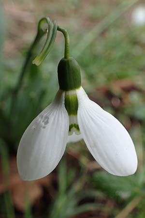 Galanthus elwesii, Giant Snowdrop