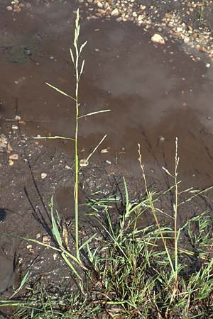 Glyceria declinata \ Blaugr�ner Schwaden / Small Sweet Grass, D Pfronten 28.6.2016