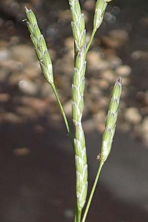Glyceria declinata \ Blaugr�ner Schwaden / Small Sweet Grass, D Pfronten 28.6.2016