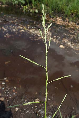 Glyceria declinata \ Blaugr�ner Schwaden / Small Sweet Grass, D Pfronten 28.6.2016