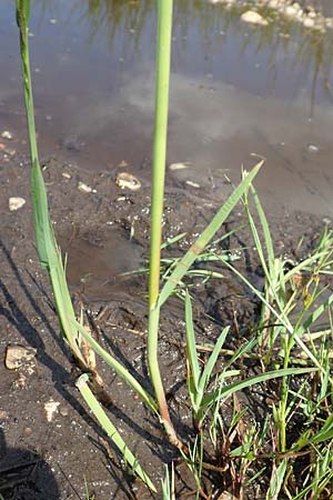 Glyceria declinata \ Blaugr�ner Schwaden / Small Sweet Grass, D Pfronten 28.6.2016