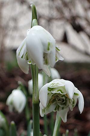 Galanthus nivalis \ Echtes Schneegl�ckchen / Snowdrop, D Mannheim 3.2.2022