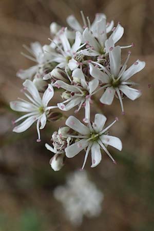Gypsophila fastigiata \ B�schel-Gipskraut / Gypsophila, D Th&uuml;ringen, Bad Frankenhausen 8.6.2022