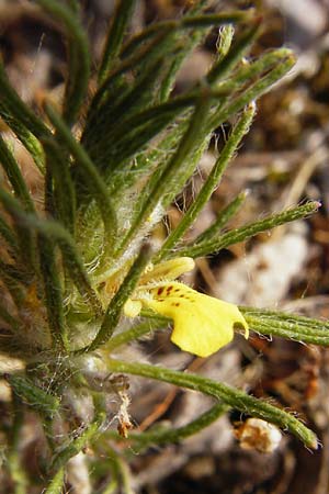 Ajuga chamaepitys \ Gelber G�nsel / Ground Pine, D Limburg 22.5.2015