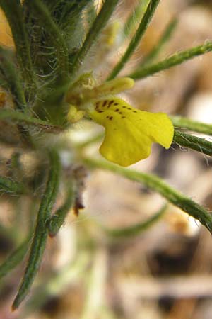 Ajuga chamaepitys \ Gelber G�nsel / Ground Pine, D Limburg 22.5.2015