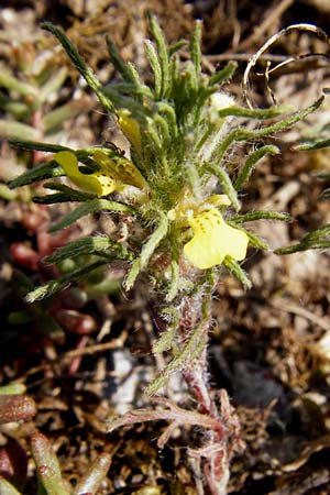 Ajuga chamaepitys \ Gelber G�nsel / Ground Pine, D Limburg 22.5.2015