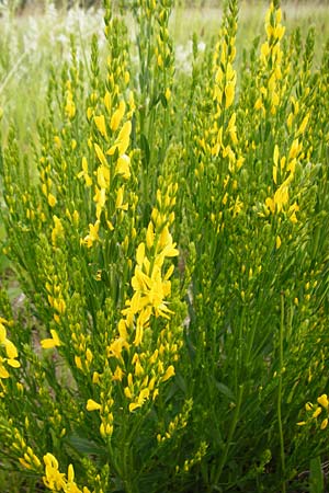 Genista tinctoria \ F�rber-Ginster / Dyer's Greenweed, D Oppenheim 9.6.2015