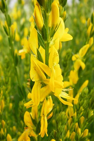 Genista tinctoria \ F�rber-Ginster / Dyer's Greenweed, D Oppenheim 9.6.2015