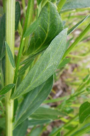 Genista tinctoria \ F�rber-Ginster / Dyer's Greenweed, D Oppenheim 9.6.2015