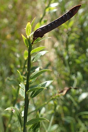 Genista tinctoria \ F�rber-Ginster / Dyer's Greenweed, D M&ouml;mlingen 10.9.2016