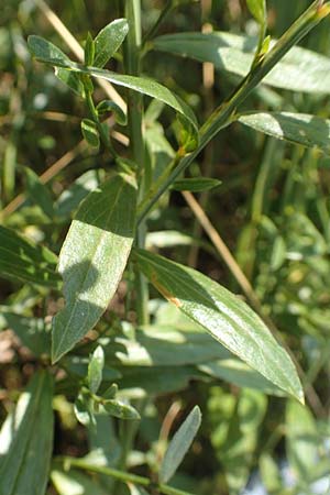 Genista tinctoria \ F�rber-Ginster / Dyer's Greenweed, D M&ouml;mlingen 10.9.2016