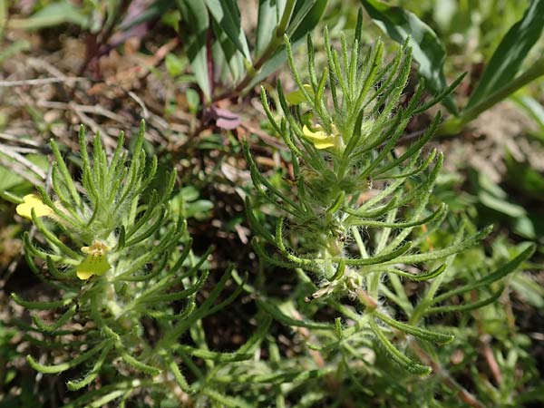 Ajuga chamaepitys \ Gelber G�nsel / Ground Pine, D Weinheim an der Bergstra&szlig;e 3.6.2018