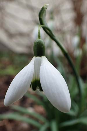 Galanthus nivalis \ Echtes Schneegl�ckchen / Snowdrop, D Mannheim 3.2.2022
