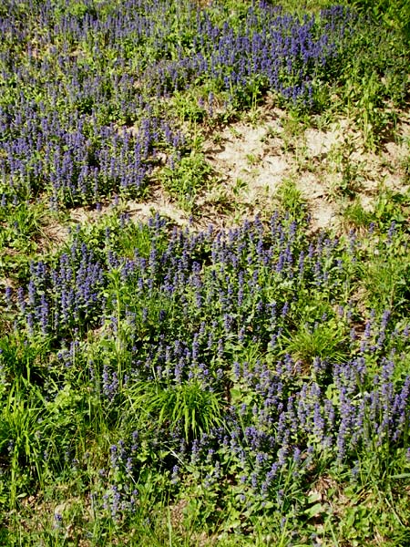 Ajuga x hybrida \ G�nsel-Hybride / Hybrid Bugle, D Bensheim 6.5.2015