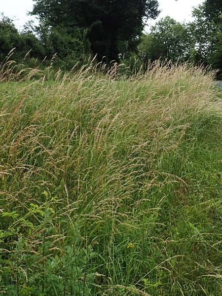 Arrhenatherum elatius \ Gew�hnlicher Glatthafer / Bulbous Oat Grass, Tall Oat Grass, D Dautphetal-Herzhausen 22.6.2020