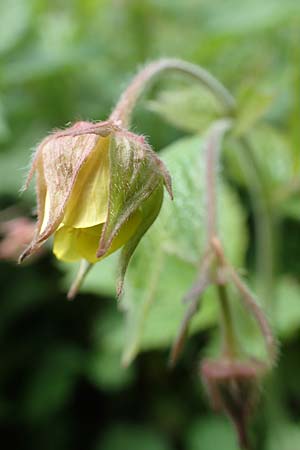 Geum rivale x urbanum \ Hybrid-Nelkenwurz / Hybrid Avens, D K&auml;mpfelbach 29.4.2017