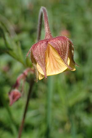 Geum rivale x urbanum \ Hybrid-Nelkenwurz / Hybrid Avens, D K&auml;mpfelbach 29.4.2017