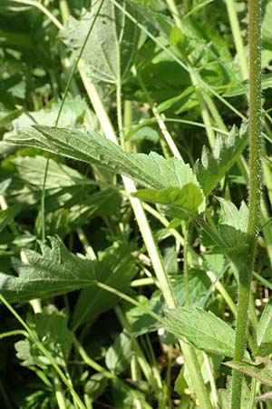 Geum rivale x urbanum \ Hybrid-Nelkenwurz / Hybrid Avens, D K&auml;mpfelbach 29.4.2017