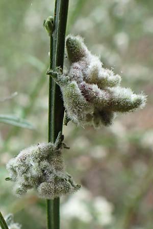 Cytisus scoparius \ Besen-Ginster / Scotch Broom, D Odenwald, Grasellenbach 14.7.2020