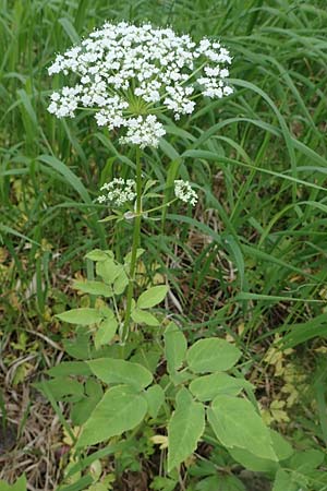 Aegopodium podagraria \ Giersch, Gei�fu� / Ground Goutweed, Bishop's Elder, D Th&uuml;ringen, Erfurt 13.6.2022
