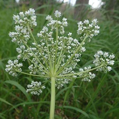 Aegopodium podagraria \ Giersch, Gei�fu� / Ground Goutweed, Bishop's Elder, D Th&uuml;ringen, Erfurt 13.6.2022