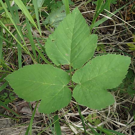 Aegopodium podagraria \ Giersch, Gei�fu� / Ground Goutweed, Bishop's Elder, D Th&uuml;ringen, Erfurt 13.6.2022