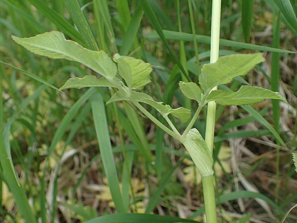 Aegopodium podagraria \ Giersch, Gei�fu� / Ground Goutweed, Bishop's Elder, D Th&uuml;ringen, Erfurt 13.6.2022
