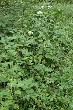 Aegopodium podagraria \ Giersch, Gei�fu� / Ground Goutweed, Bishop's Elder, D Rh&ouml;n, Hilders 21.6.2023