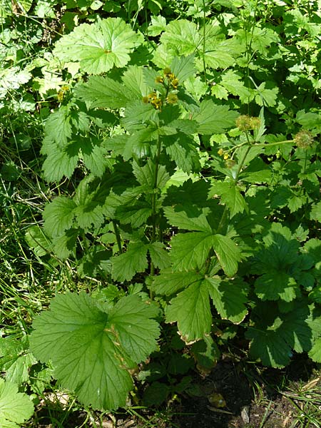 Geum japonicum \ Japanische Nelkenwurz / Japanese Avens, D Weinheim an der Bergstra&szlig;e 5.6.2015