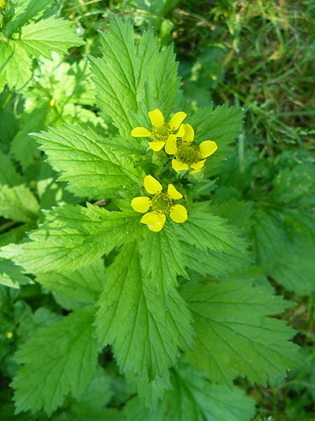 Geum japonicum \ Japanische Nelkenwurz / Japanese Avens, D Weinheim an der Bergstra&szlig;e 5.6.2015