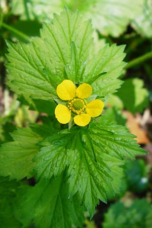 Geum japonicum \ Japanische Nelkenwurz / Japanese Avens, D Weinheim an der Bergstra&szlig;e 5.6.2015