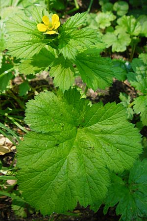 Geum japonicum \ Japanische Nelkenwurz / Japanese Avens, D Weinheim an der Bergstra&szlig;e 5.6.2015