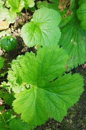 Geum japonicum \ Japanische Nelkenwurz / Japanese Avens, D Weinheim an der Bergstra&szlig;e 5.6.2015