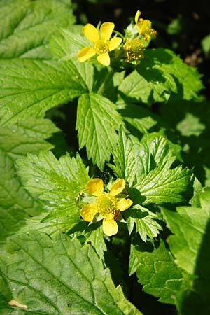 Geum japonicum \ Japanische Nelkenwurz / Japanese Avens, D Weinheim an der Bergstra&szlig;e 5.6.2015