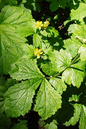 Geum japonicum \ Japanische Nelkenwurz / Japanese Avens, D Weinheim an der Bergstra&szlig;e 5.6.2015