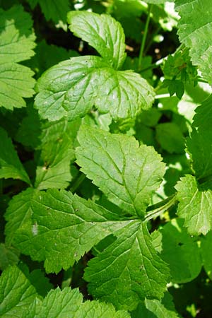 Geum japonicum \ Japanische Nelkenwurz / Japanese Avens, D Weinheim an der Bergstra&szlig;e 5.6.2015