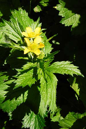 Geum japonicum \ Japanische Nelkenwurz / Japanese Avens, D Weinheim an der Bergstra&szlig;e 5.6.2015