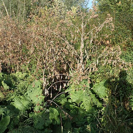 Arctium lappa \ Gro�e Klette, D Mannheim 1.10.2017