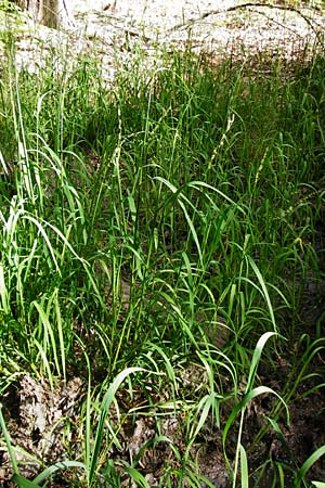 Glyceria fluitans \ Flutender Schwaden / Floating Sweet Grass, D T&uuml;bingen 3.6.2015