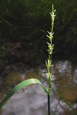 Glyceria fluitans \ Flutender Schwaden / Floating Sweet Grass, D T&uuml;bingen 3.6.2015