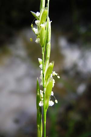 Glyceria fluitans \ Flutender Schwaden / Floating Sweet Grass, D T&uuml;bingen 3.6.2015